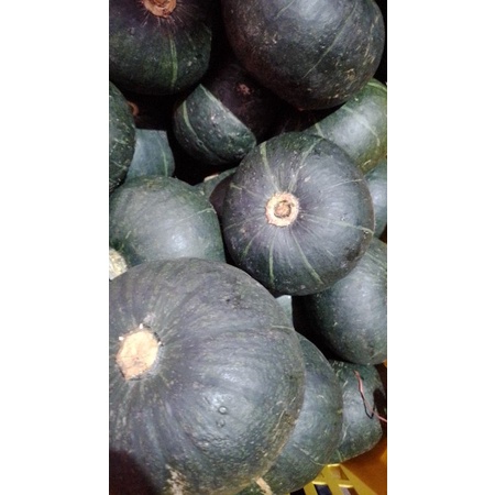 

kabhoca hijau/labu jepang/pumkin