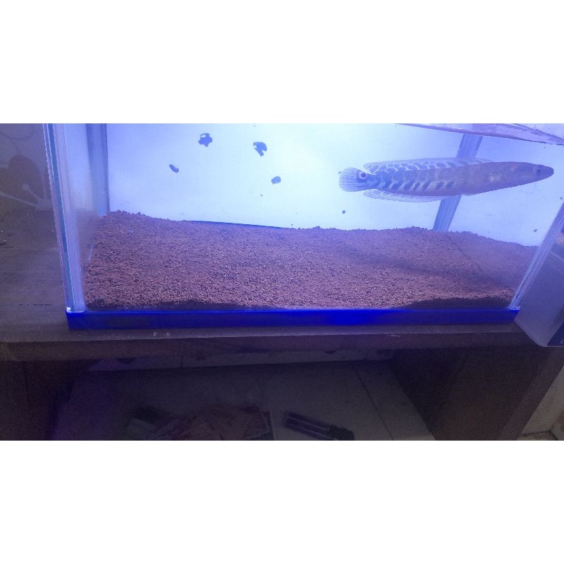 

ikan cahana maru ys ukuran12-13cm felering tangan/kaca