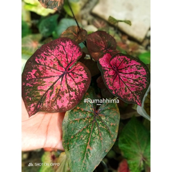 caladium Silangan antanu, bunga keladi , tanaman hias, keladi , keladi hias, kelady , keladi Silanga