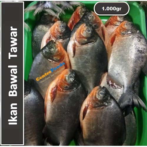 

Ikan Bawal Fresh - Ikan Bawal Air Tawar | 1.000gr [ Harga Per KG ]