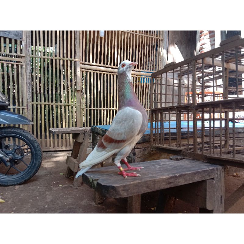 TELOR MERPATI TRAH JUARA CC OVER LOSS MEMBAL