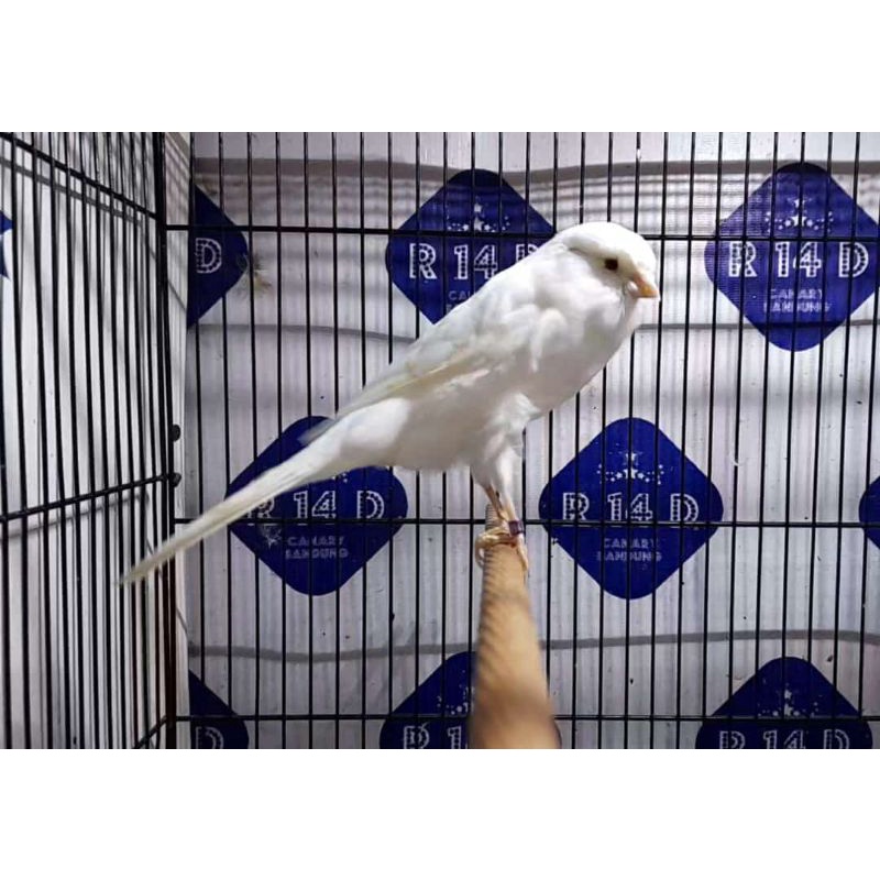 KENARI YORKSHIRE BETINA (05)