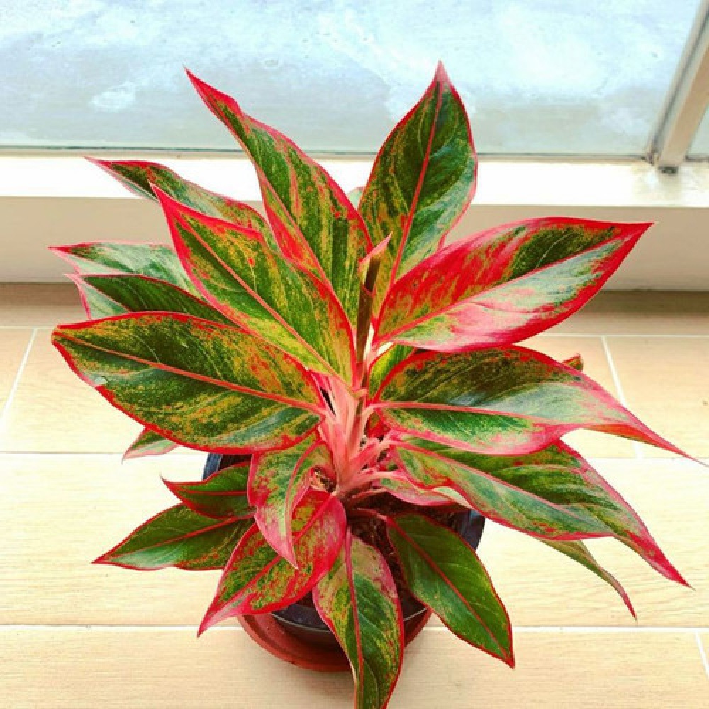 Aglaonema siam aurora rimbun seperti video aglonema aura cantik indukan rumpunan isi banyak