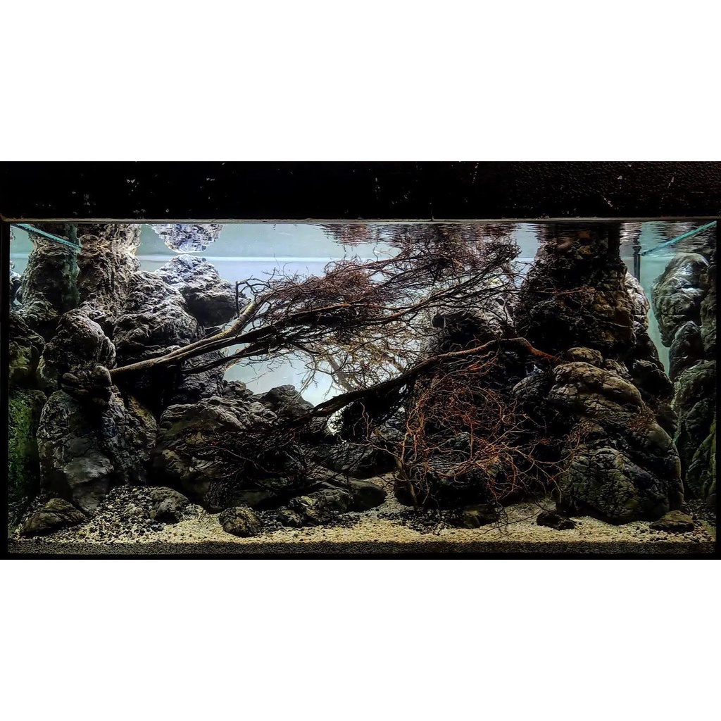 Nickz aquascape dekorasi biotop / predator fish / discuss fish