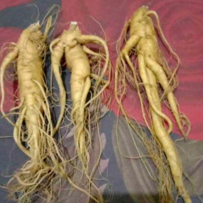 ASLI Gingseng korea - gingseng merah korea segar - kecil