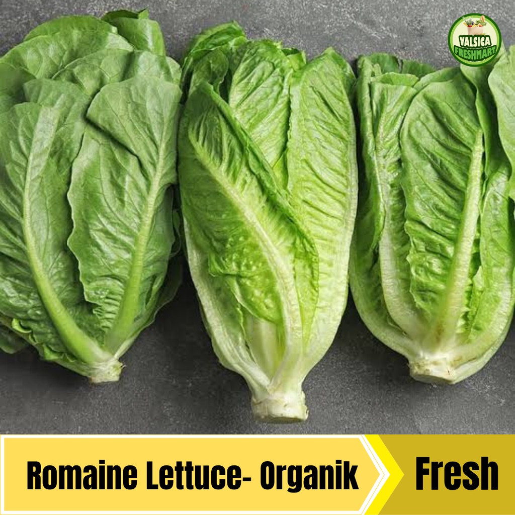 

Romaine Lettuce Organik