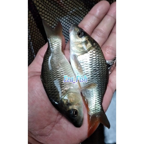 Jual Bibit Ikan Mas Konsumsi Super Berkualitas Ukuran Cm Shopee Indonesia