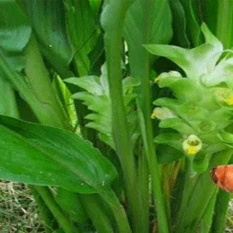 

jual daun kunyit daun koneng fres 500 gram