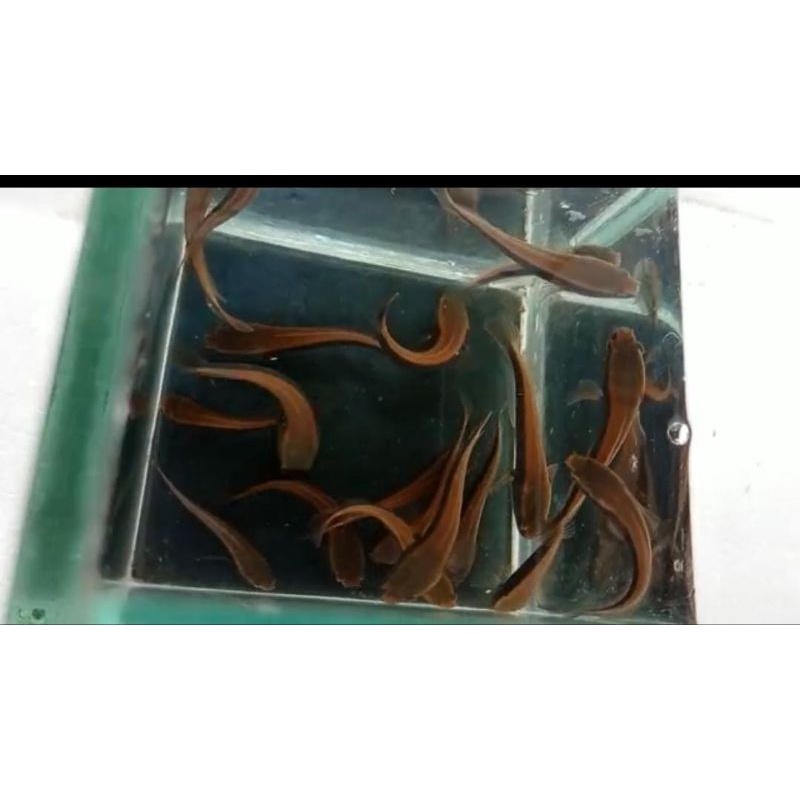 Channa RED BARITO size 7-8cm merah merona