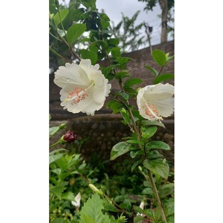 Tanaman hias bunga sepatu warna putih daun micro hibiscus