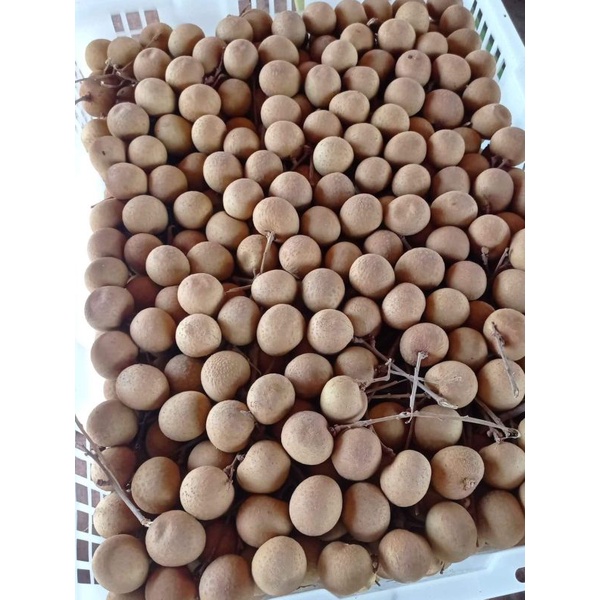 

Lengkeng 1kg