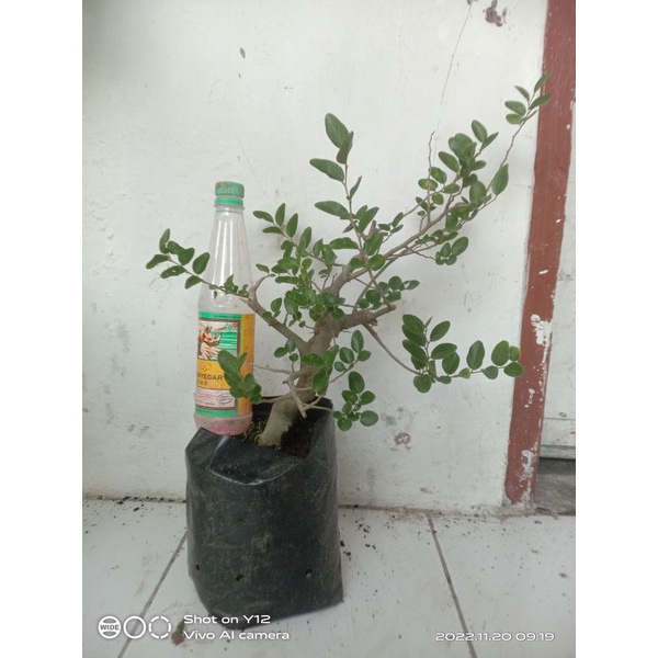 BAHAN BONSAI PHUSU BATU