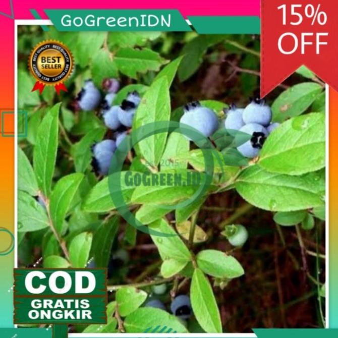 Bibit Tanaman Blueberry | Jamfruit