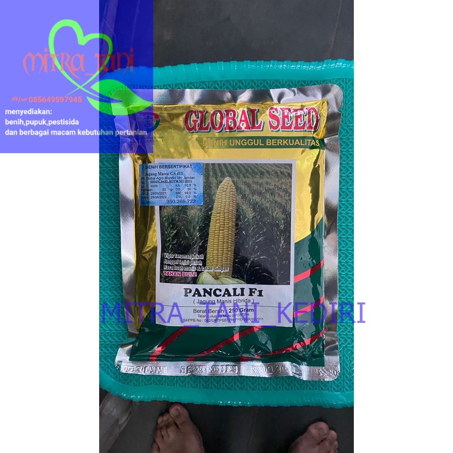 Benih Jagung Manis Hibrida PANCALI F1 kemasan 250gram dari GLOBAL SEED