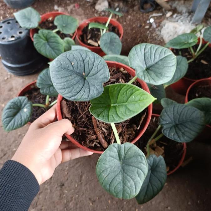 Tanaman hias alocasia melo badak - alocasia mello badak - alocasia