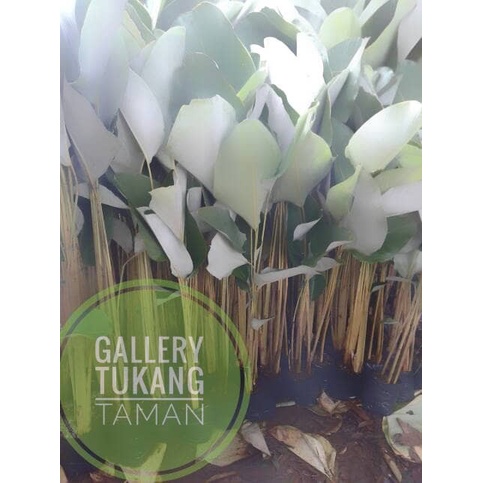 Tanaman Calathea Lutea Pohon Pisang Calathea EE44