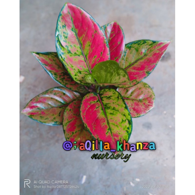 Aglonema Hengheng Mutasi menor