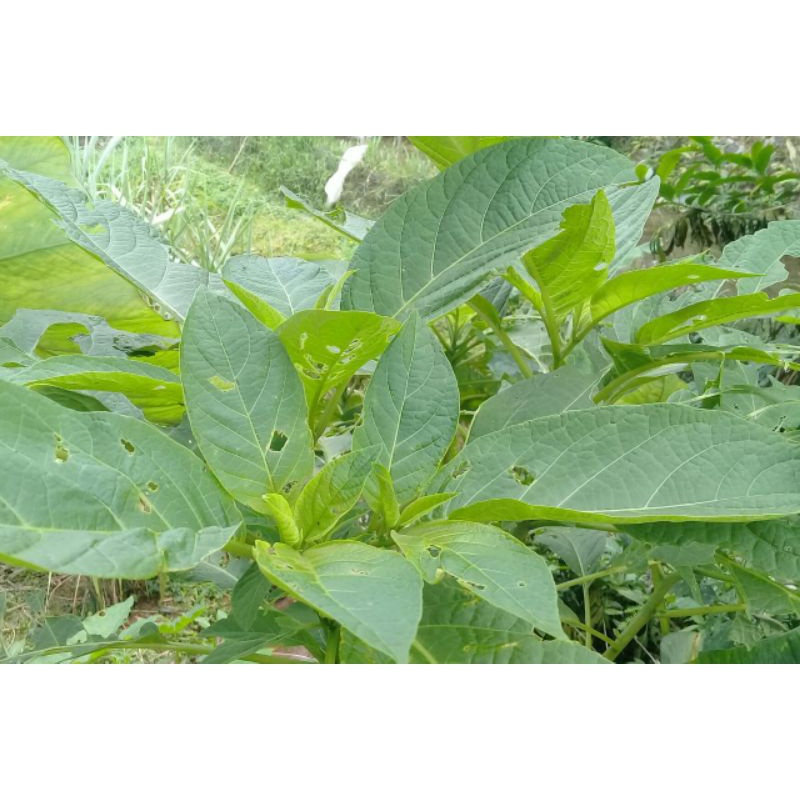 

Daun Kecubung segar