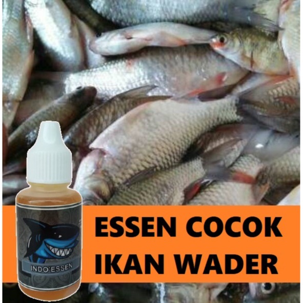 [BISA COD]Ready Stoke Essen Untuk Mancing Ikan Wader Sungai 30ML