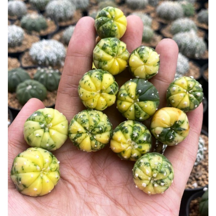ASTRO VARIEGATA / ASTROPHYTUM VARIEGATA / ASTRO / KAKTUS / GYMNOCALYCIUM / LB HYBRID / MIHA HYBRID
