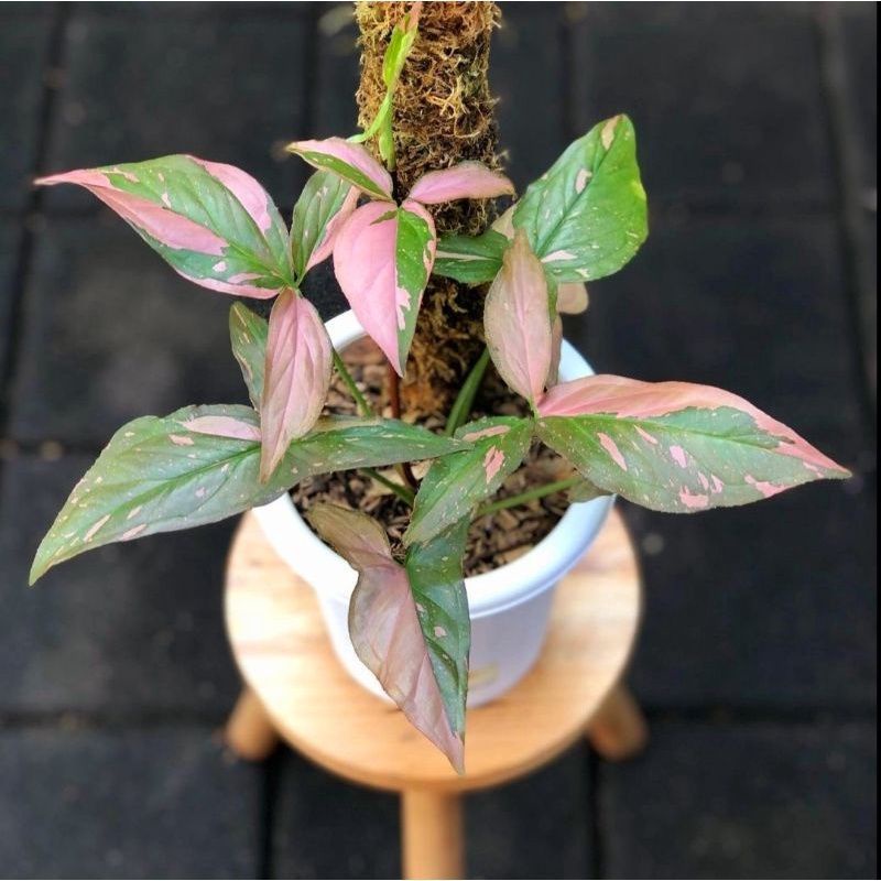 SYNGONIUM PINK SPLASH RIMBUN/PINK SPLASH/SYNGONIUM PINK RIMBUN/LOVE SHOP MILLENIAL