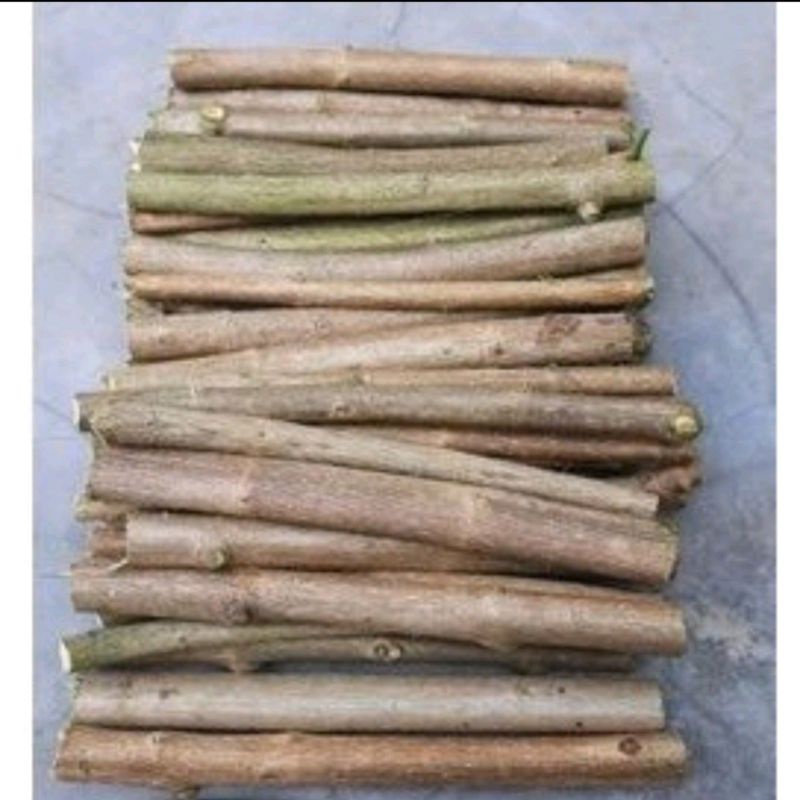 bibit sancang bahan bonsai sancang stekan sancang stek bibit sancang program per 1kg