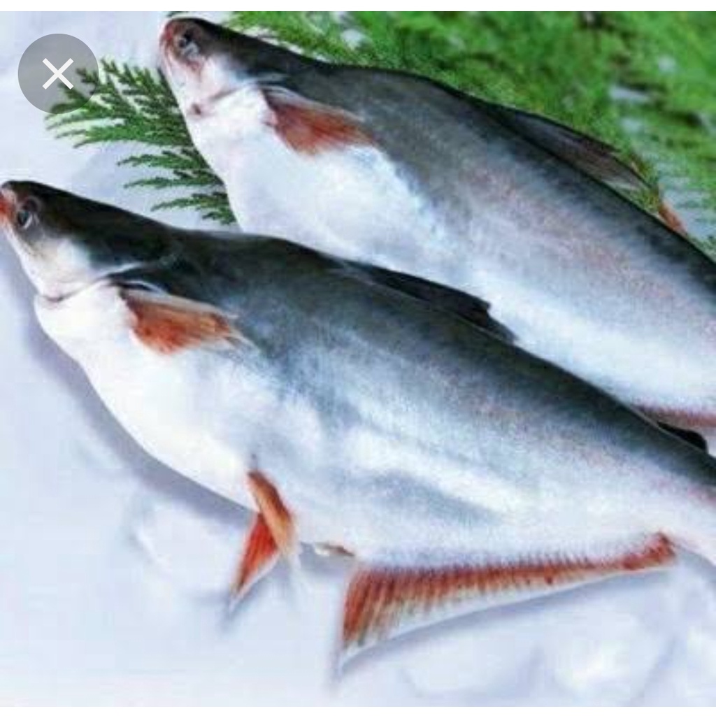 

IKAN PATIN 500 GRAM SEGAR FRESH