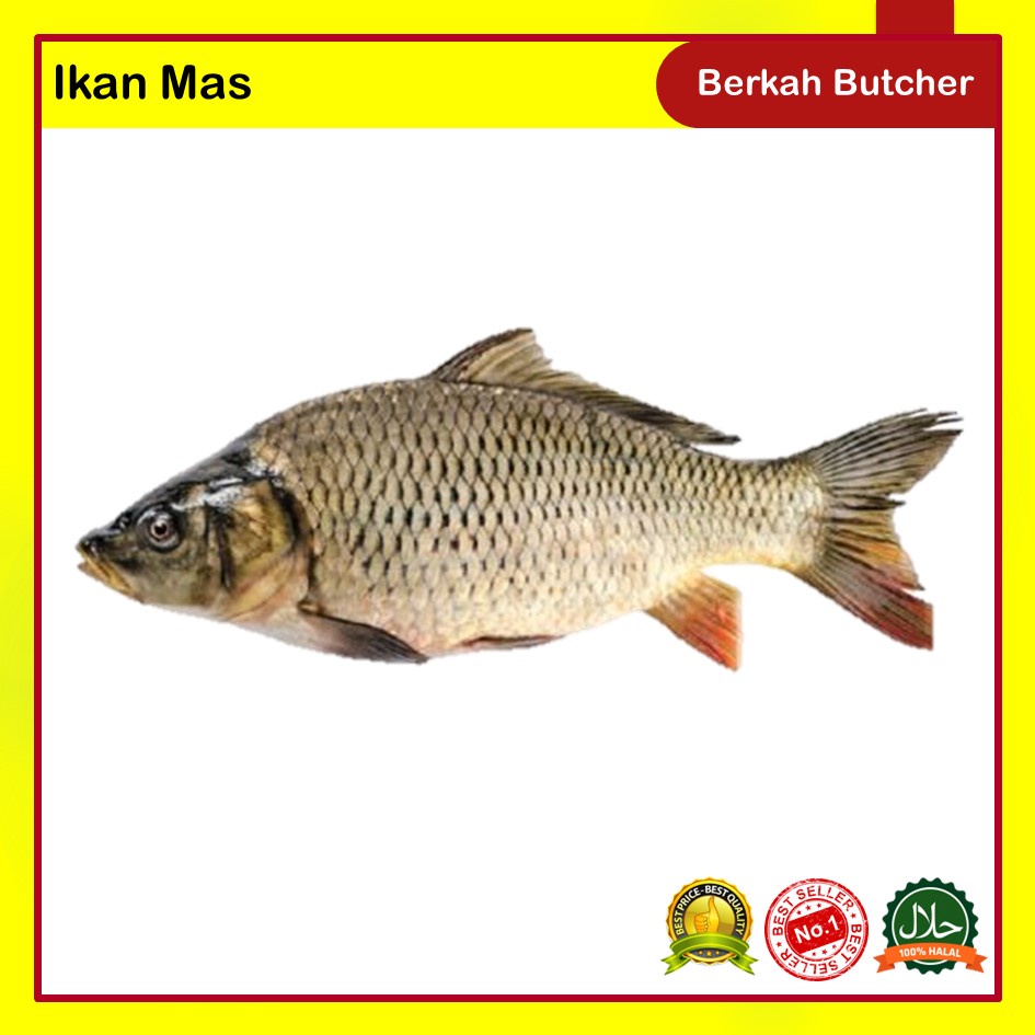 Ikan Segar Lele Gurame Nila Bawal Mas Hidup Segar - Berkah Butcher - Ikan Nila, 500 Gram