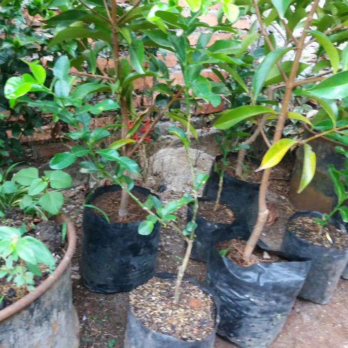 joss Pohon Buah Jeruk Purut//Bibit Jeruk Purut viral