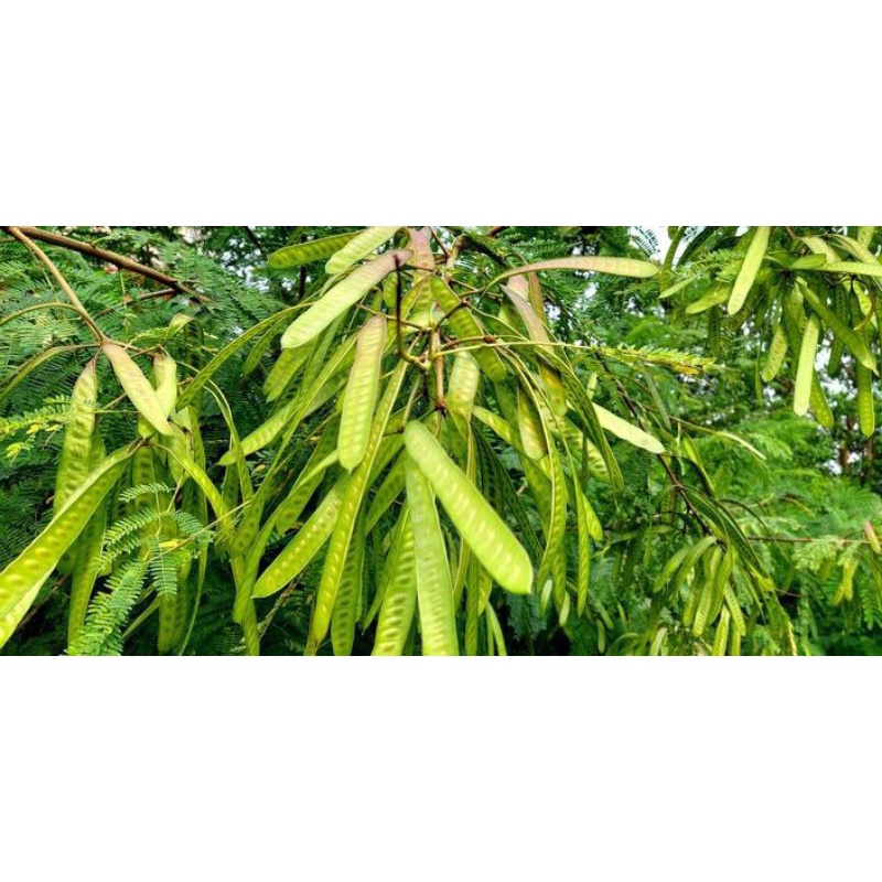 

lamtoro / petai cina