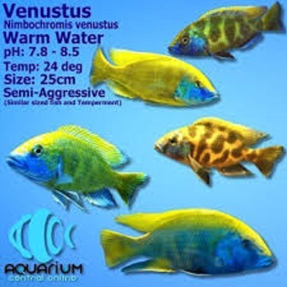 Nimbochromis Venustus Cichlid size 7 cm an