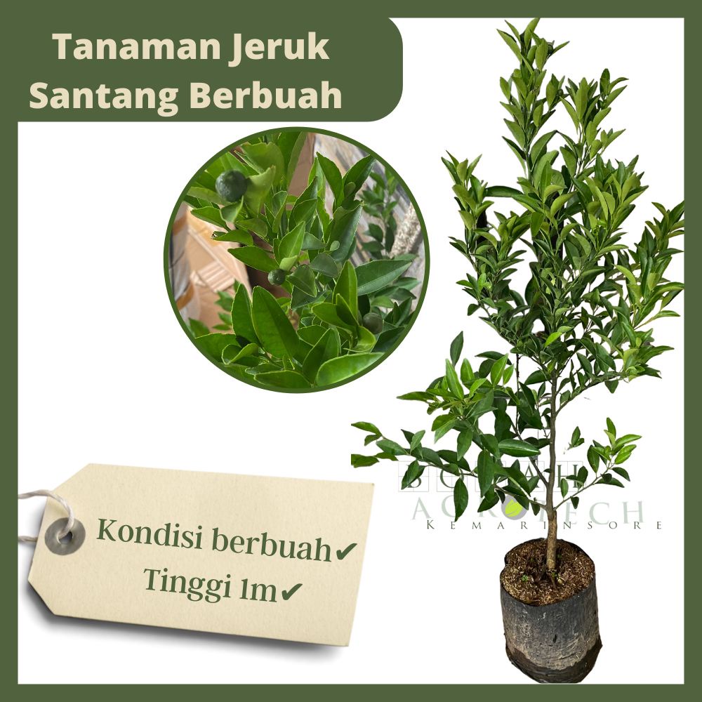 Bibit Tanaman Jeruk Santang Madu Kondisi Berbunga/Berbuah