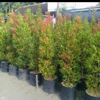 Bibit Pohon Pucuk Merah Tinggi 1 Meter Lebih - Pohon Hias Pucuk Merah