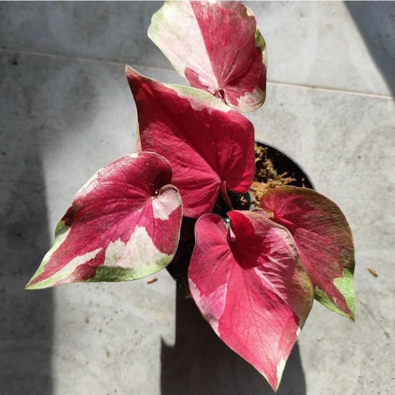 Keladi Dwi Warna / Bunga Keladi Dwi Warna / Tanaman Hias Keladi Dwi Warna / Keladi Thailand Series /