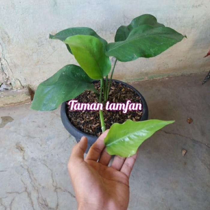 tanaman hias monstera ekor naga anakan FF11