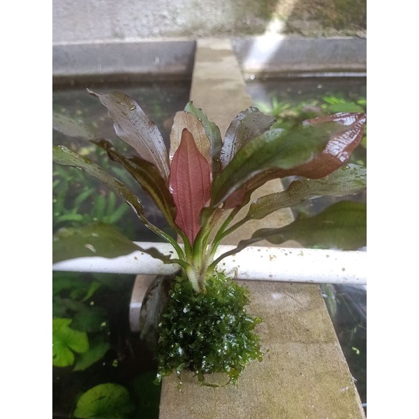 pelia + echinodorus red diamond / paling murah