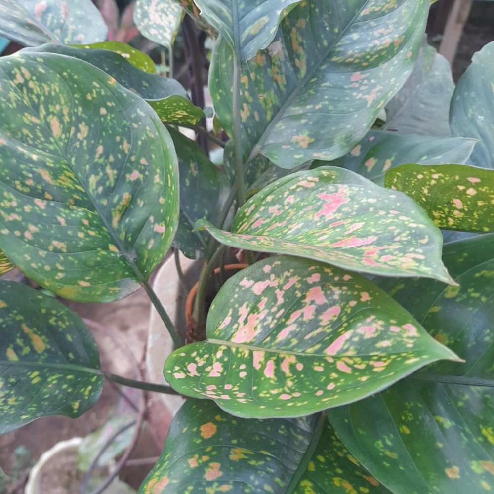 Aglonema Ruby Rumpunan indukan