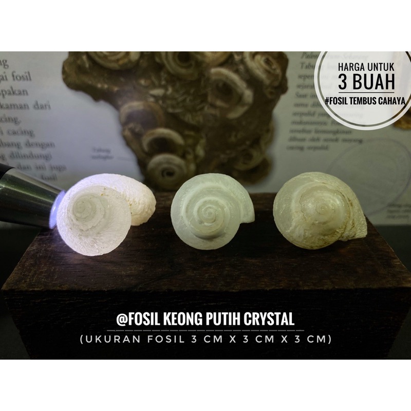 Fosil Keong Crystal Putih F4 atau Fosil Kerang Kristal atau Fosil Kol Buntet atau Fossil Gastropoda