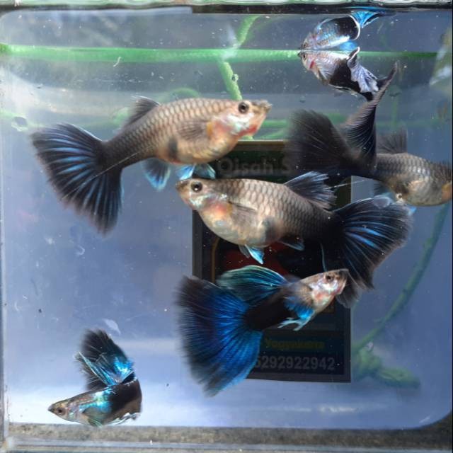 HB Blue Line Taiwan Big Dorsal Big Body Indukan Qisah