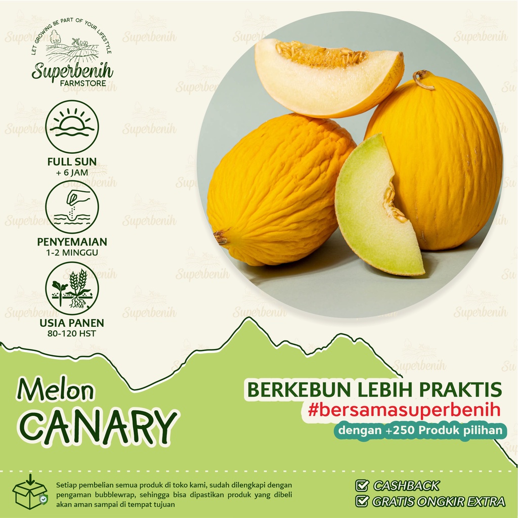 2 Biji - Benih Melon CANARY YELLOW