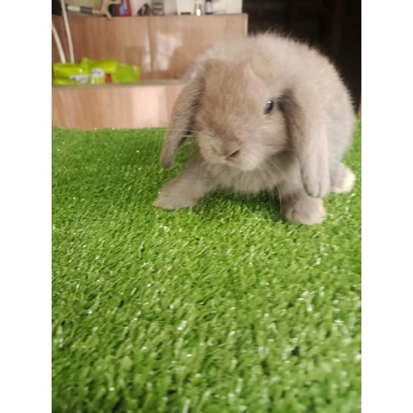 holland lop abu