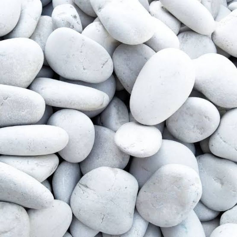 Batu Hias Koral Putih Batu Koral Kupang Batu Hias Aquarium Batu Koral Putih Hias 1Kg