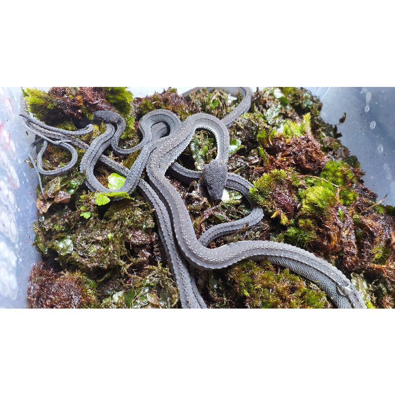 Dragon snake / xenodermus javanicus