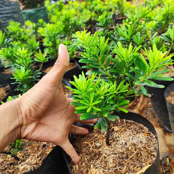 tanaman hias lohansung cincuan ori