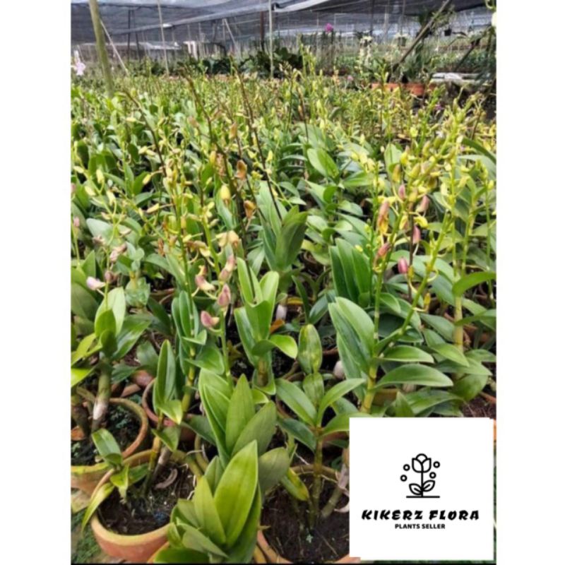 PROMO!!! TANAMAN HIAS ANGGREK DENDROBIUM Sudah Spike-Knop