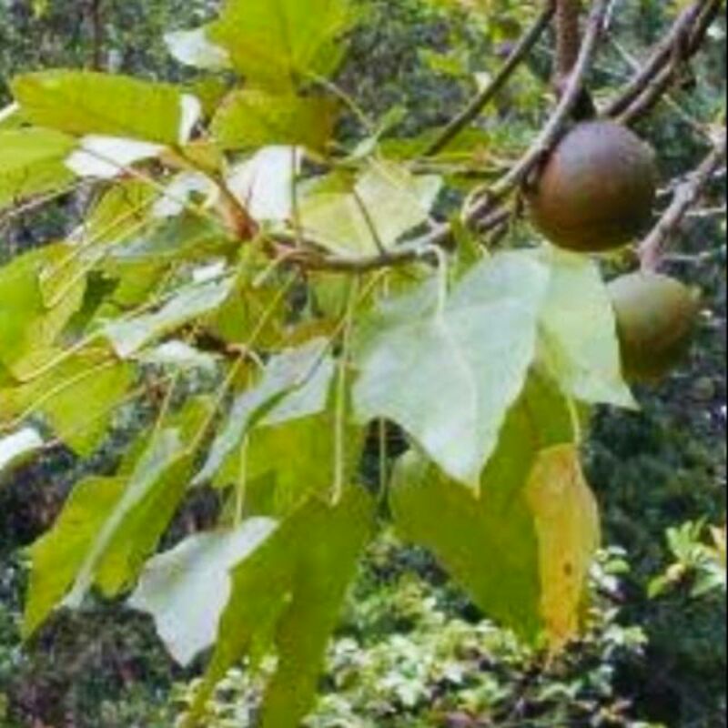 

kulit kayu kemiri segar 1kg