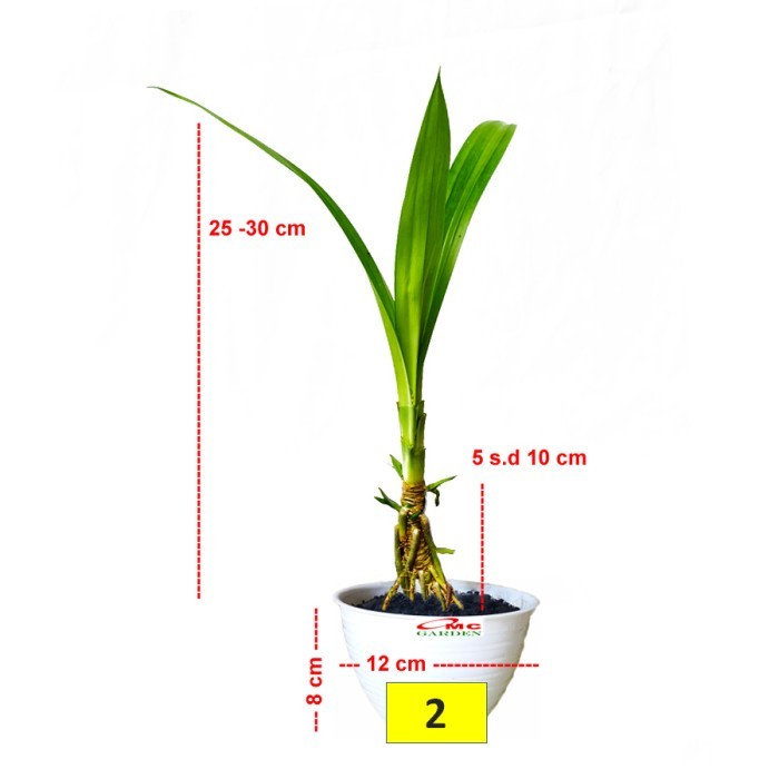 Bonsai Bonsae Pandan Wangi Pandanus Amaryllifolius Tanaman Hias 0310