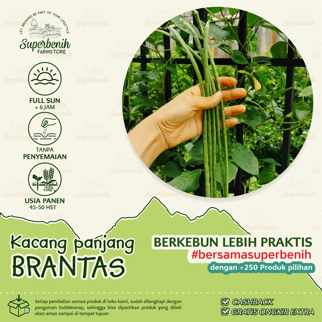 20 Biji - Benih KACANG PANJANG HIJAU, tahan virus