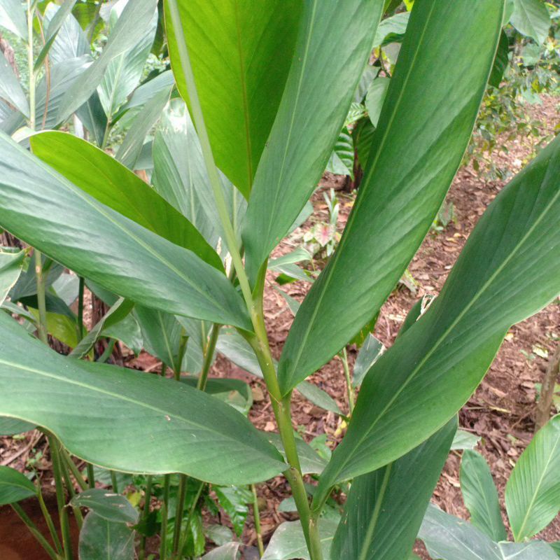 

lengkoas atau daun nya