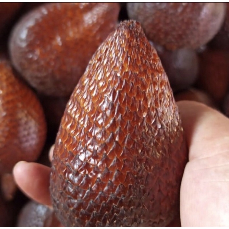 

Salak pondoh fresh 1kg Termurah